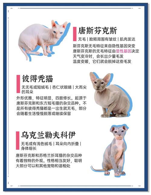 无毛猫种类