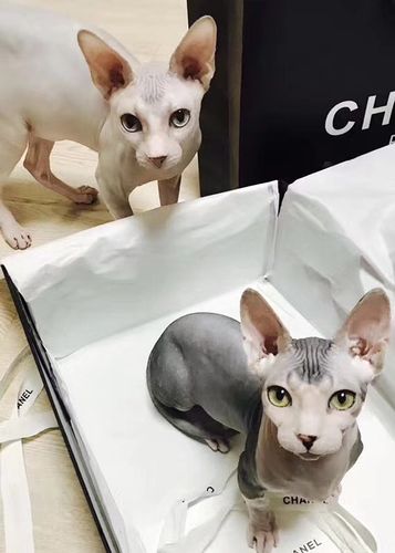 无毛猫品种有哪些?如何养一只精致的无毛猫?