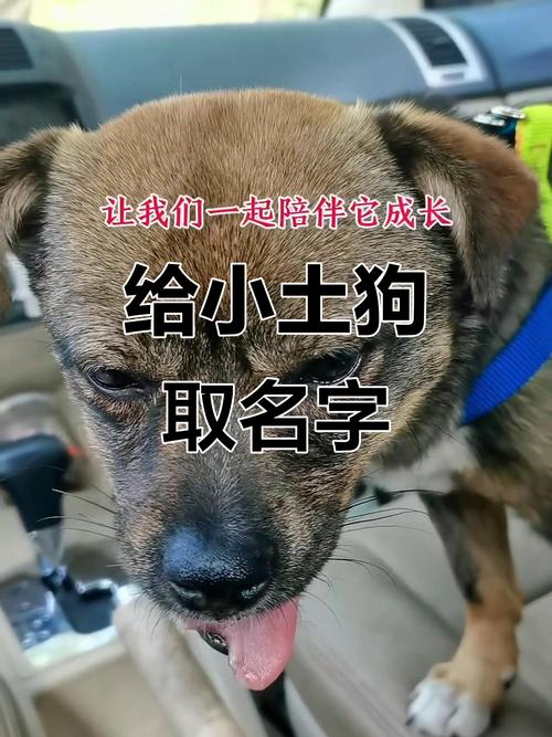 土狗什么名字最旺主人