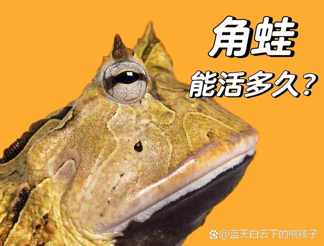 黄金角蛙寿命有多长,小蛙养几个月算是成年