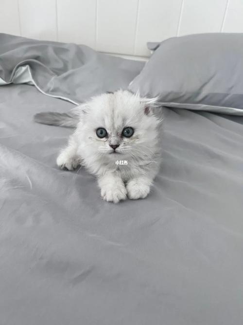 白色长毛猫蓝眼睛尾巴带灰色
