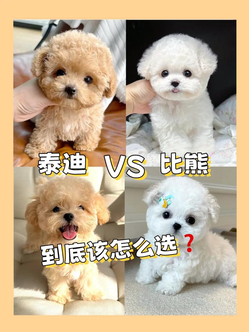 泰迪和比熊的区别(养泰迪和比熊哪个省心)