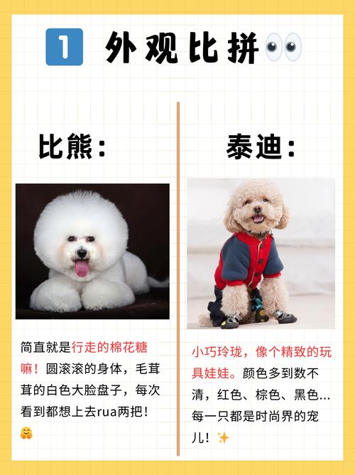 女人养泰迪还是比熊狗好