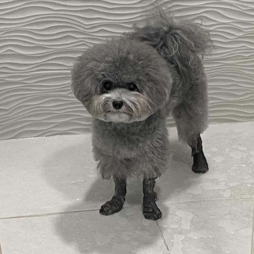 灰色的狗狗有哪些品种