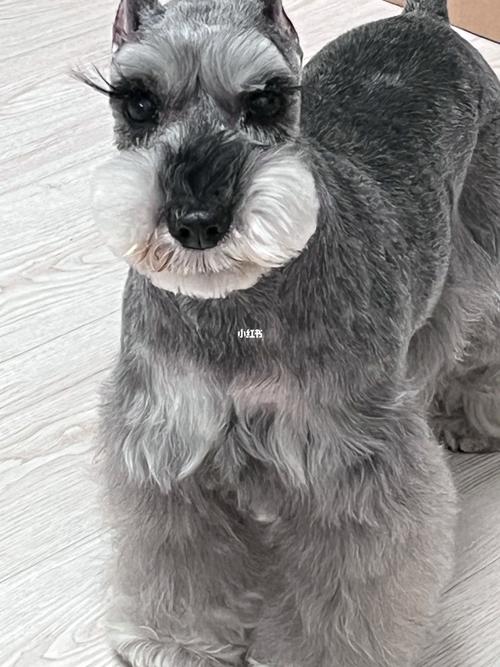 灰色毛色的狗狗都有啥品种呢?