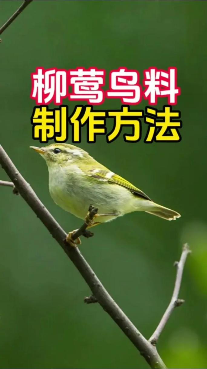 黄腰柳莺怎么养