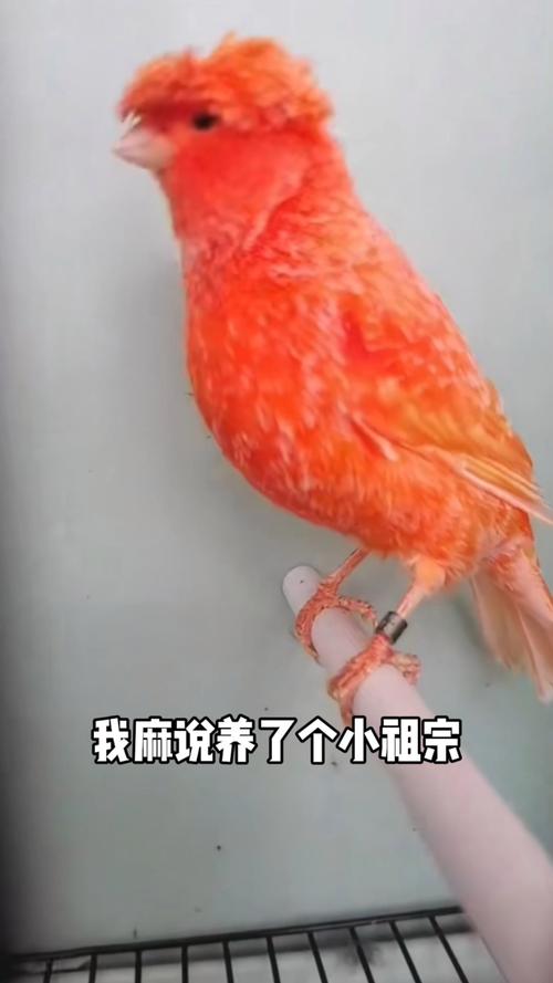玉鸟的寿命是多少年