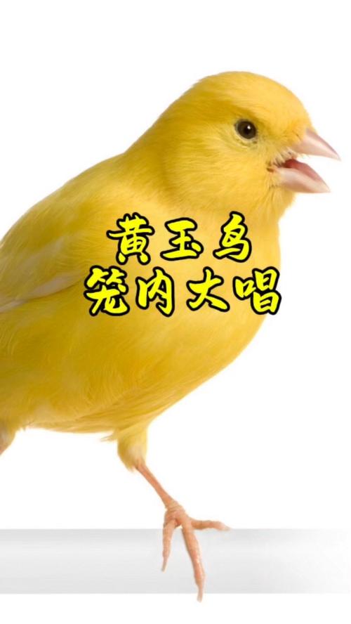 蜂鸟的外形特点羽毛颜色