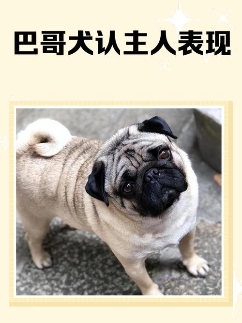 巴哥犬的性格怎么样?