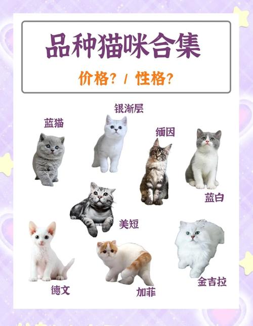 一直灰白的英国短毛猫大约多少钱