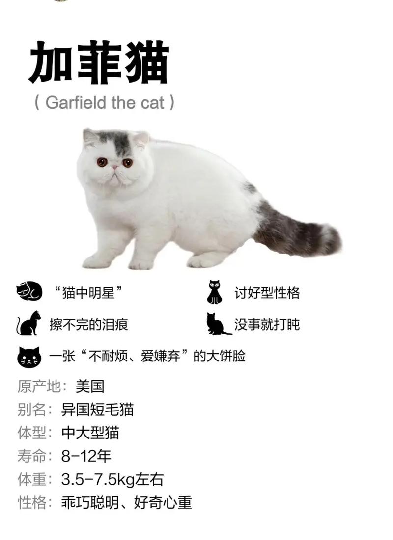 加菲猫一只多少钱灰白色加菲猫最便宜多少元一只