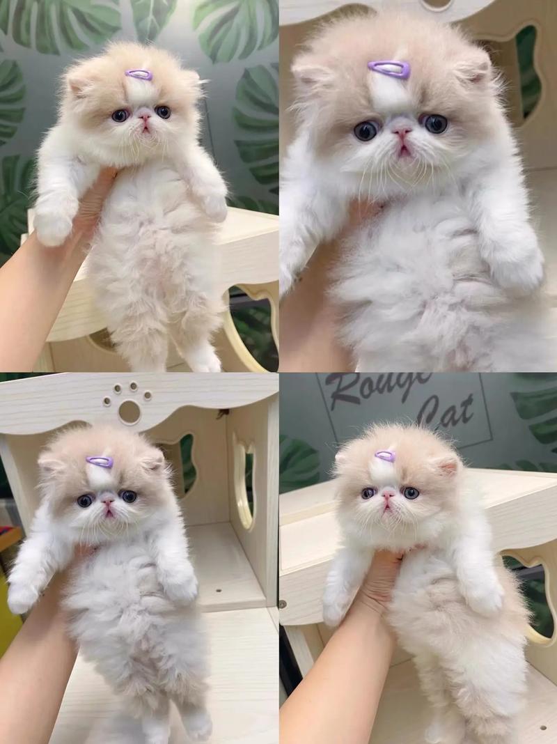 灰色的猫咪是什么品种