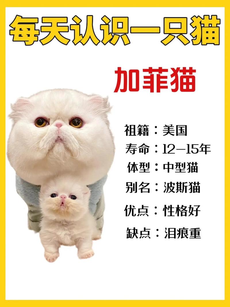 灰白色的猫是什么品种