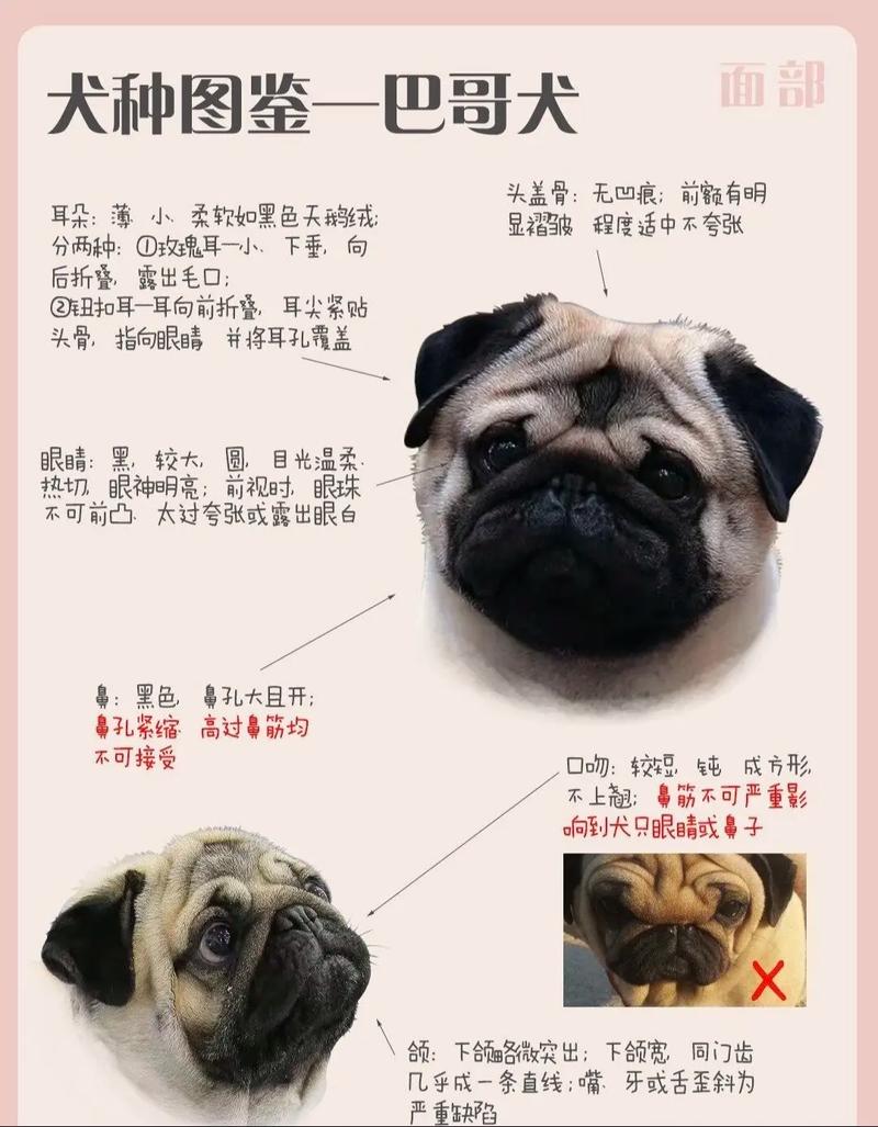 巴哥犬怎么挑选品相
