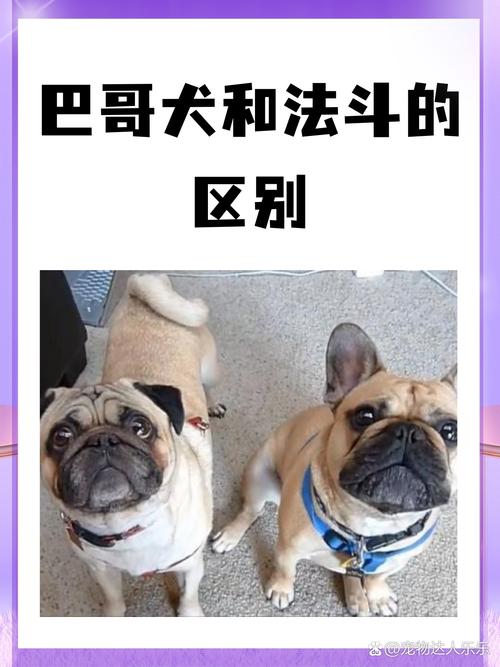 哈巴狗究竟是什么品种的狗