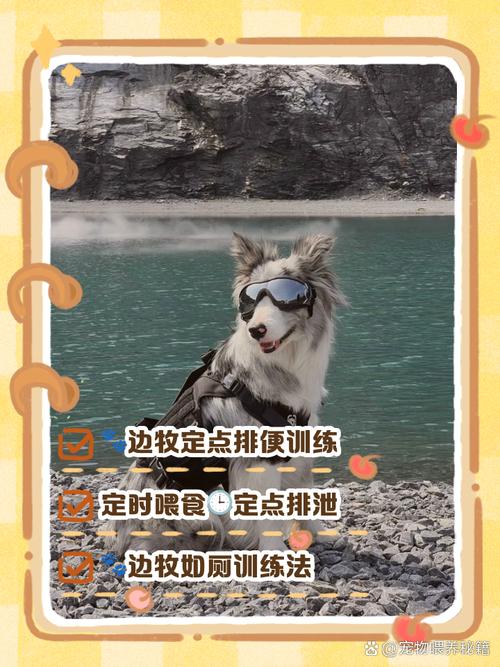 边境牧羊犬怎么训练大小便