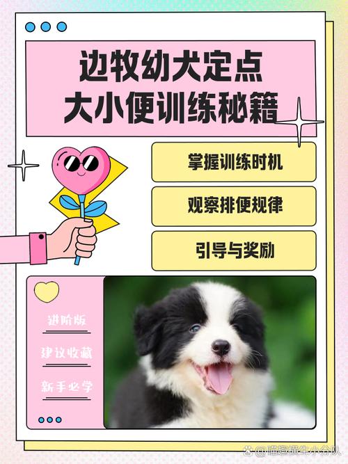 如何训练边牧定点大小便?