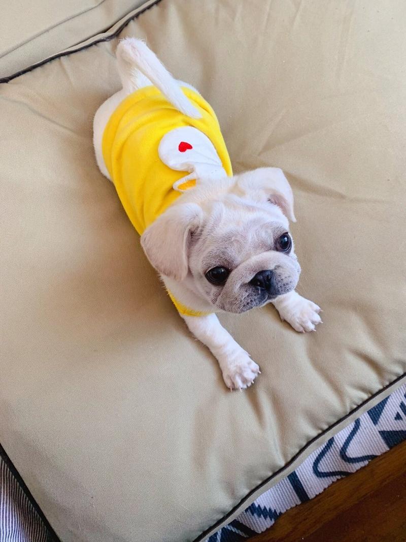 白巴哥犬怎么看品相?
