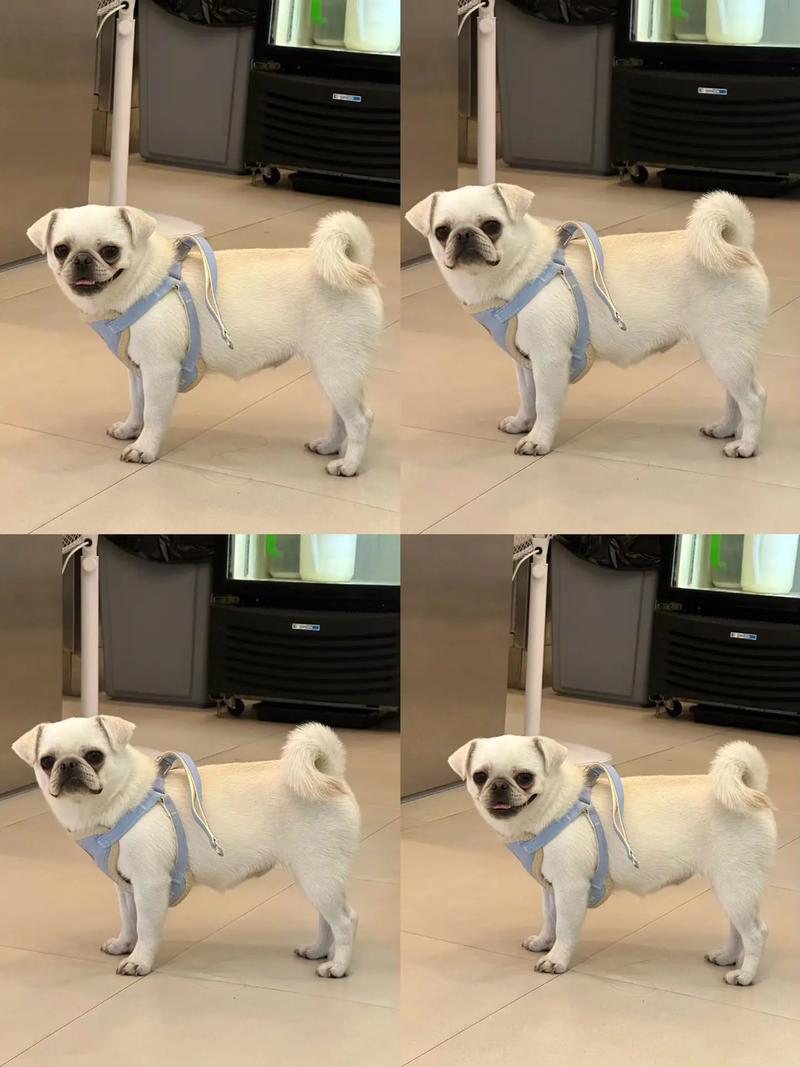 巴哥什么颜色