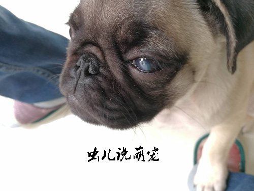 巴哥犬的眼睛里总有白色分泌物