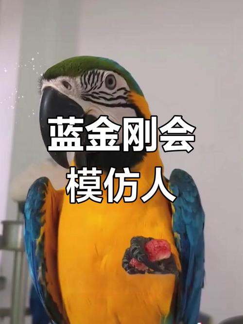 前十
最美鹦鹉排名