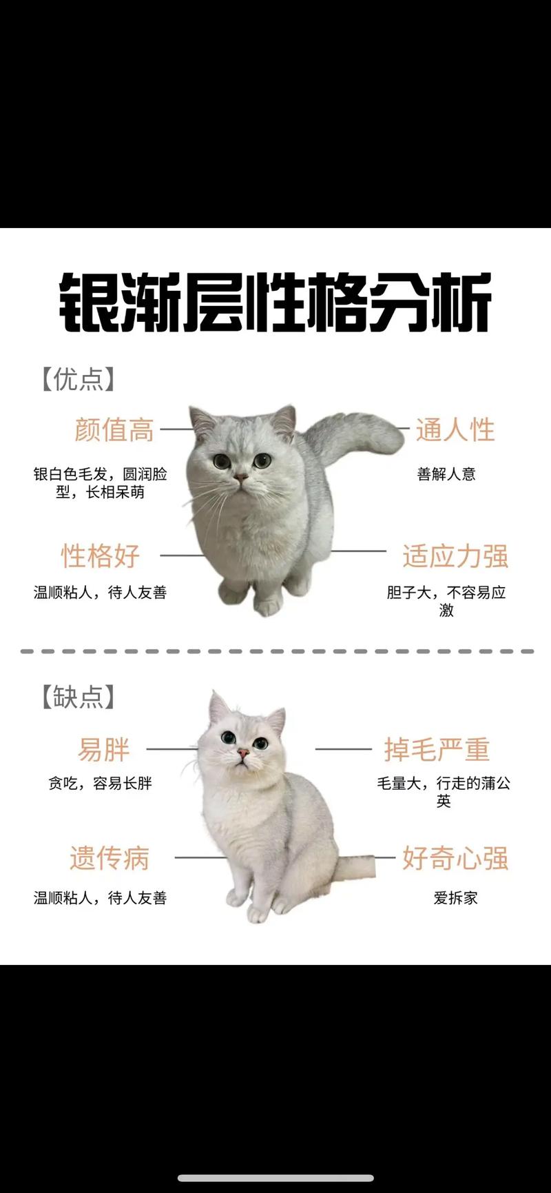 银渐层一般多少钱一只