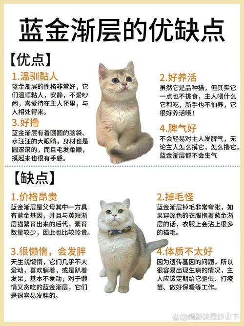 银渐层猫多少钱