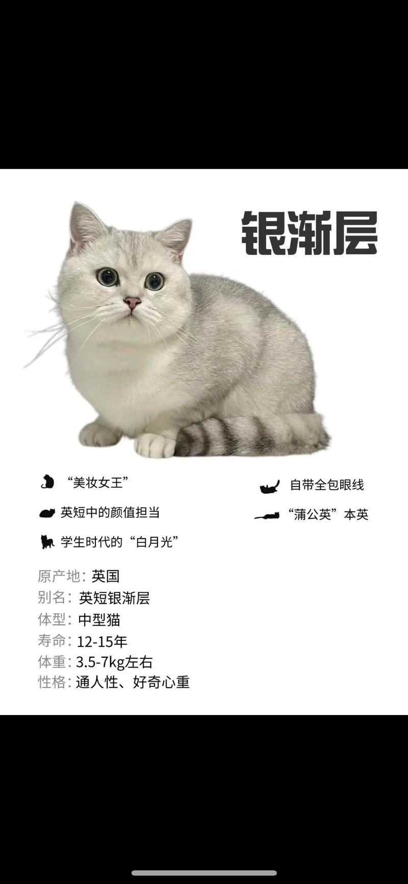 渐层猫多少钱一只?