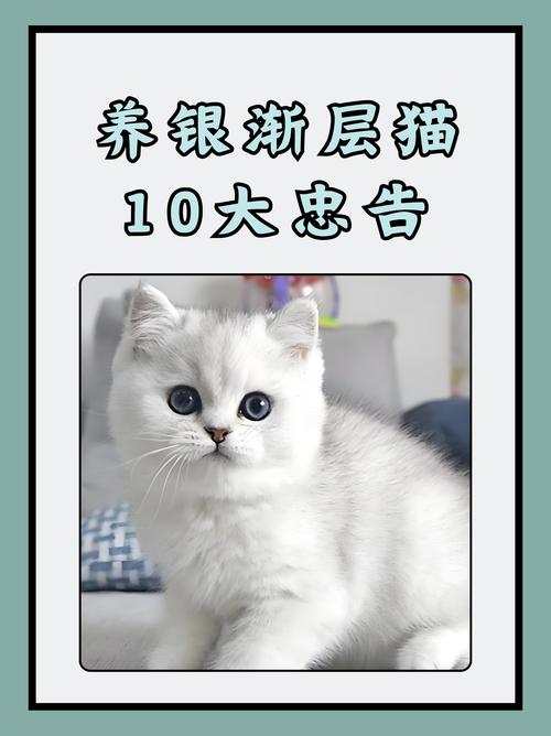 一只银渐层猫要多少钱?
