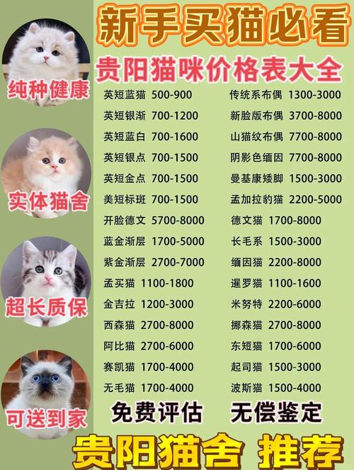 银渐层猫多少钱一只?