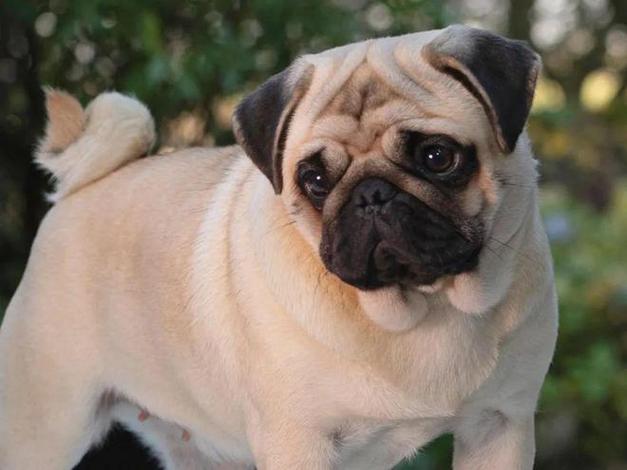 巴哥犬的种类