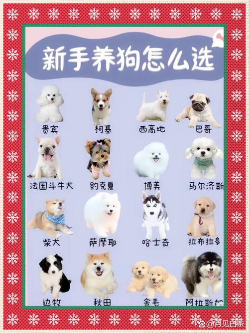 原来“巴哥犬”这么好养,难怪养过的人都不想换狗了!