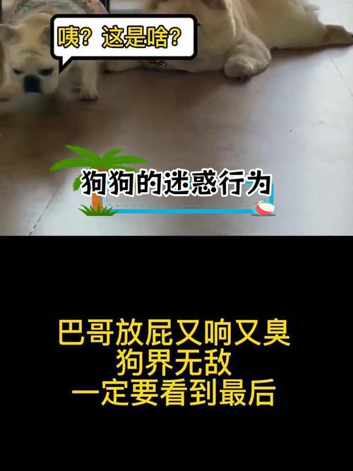 巴哥犬被称为“臭屁王”,原来是因为这些原因在捣鬼