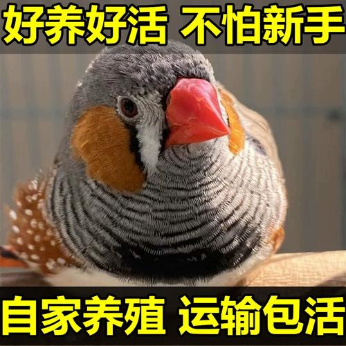 如何鉴别珍珠鸟的品相?