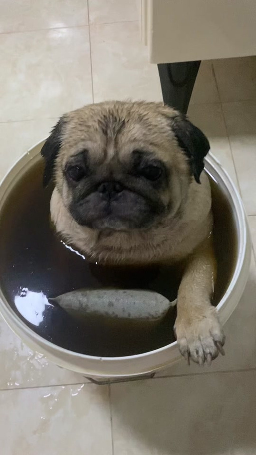 五个月巴哥犬打喷嚏流鼻涕,巴哥感冒症状