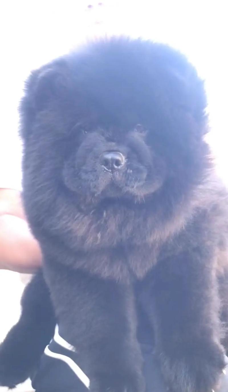 巴哥和松狮哪个好?哎