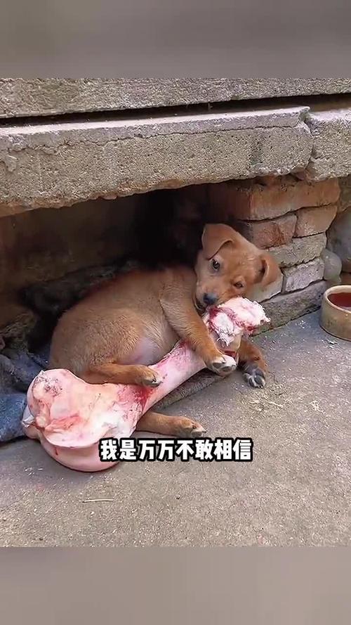 巴哥和松狮哪个好养