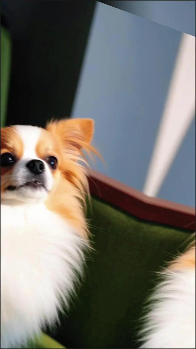 蝴蝶犬是一种特别的品种,纯种蝴蝶犬是什么样的?有哪些特征需要注意...