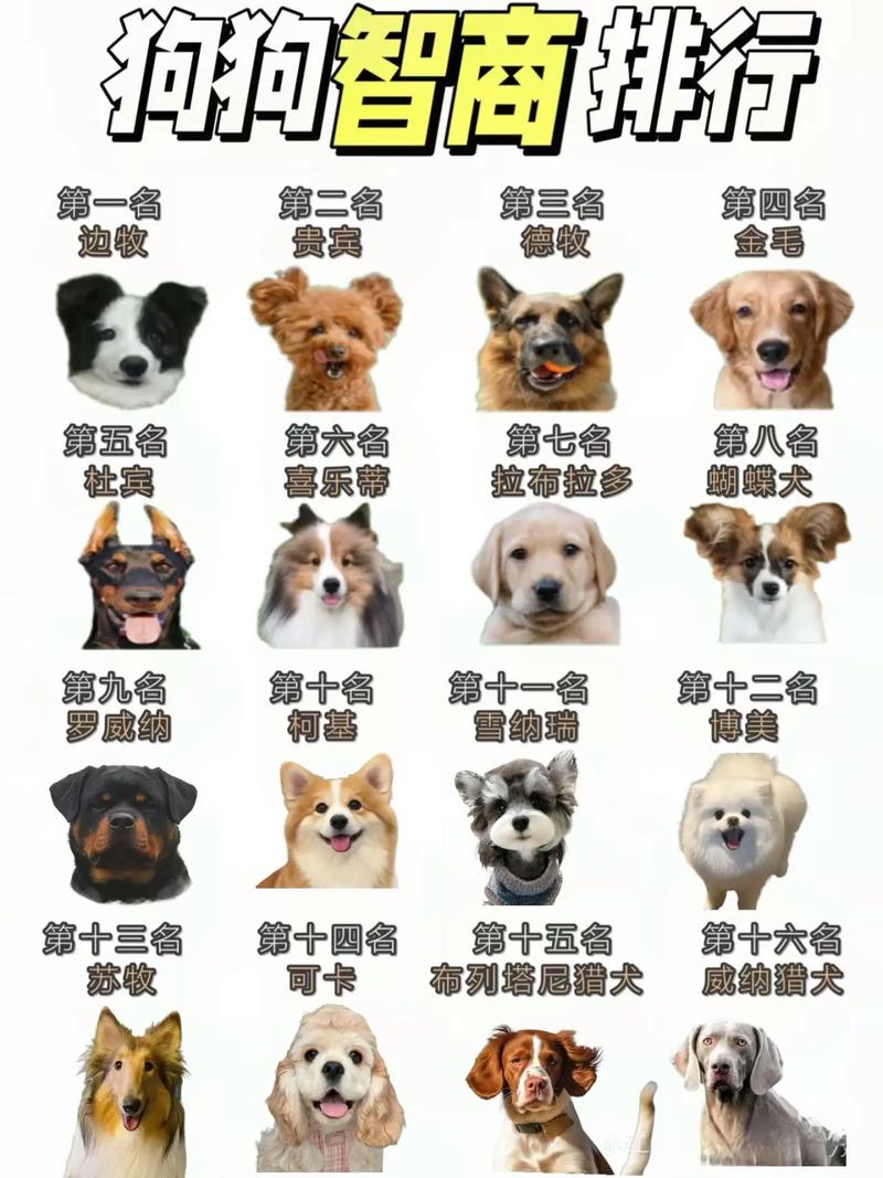 前十
聪明的名犬是哪几个?