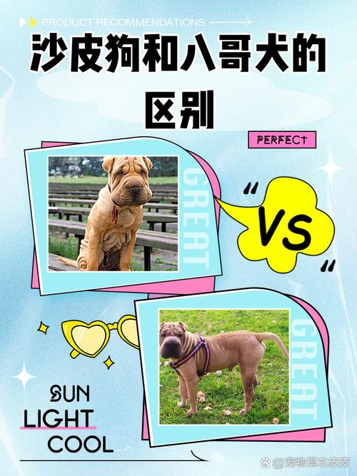 沙皮狗和八哥犬的区别