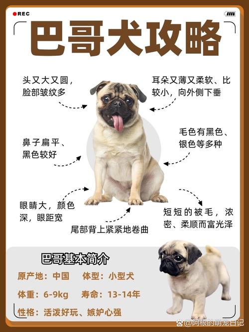 刚买来的巴哥犬怎么养