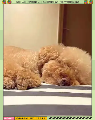 泰迪一般能活几年时间(如何判断泰迪犬是否为老狗)