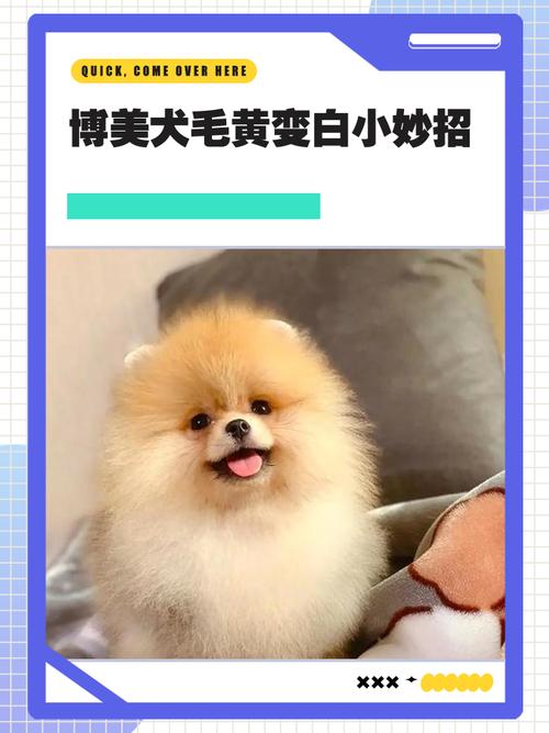 博美毛色发黄变白要多久