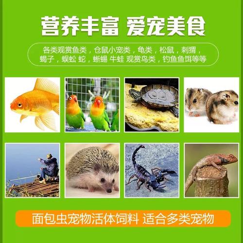 八哥一天吃多少面包虫