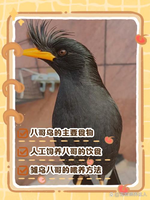 40天的八哥一天喂几次食物好呢?