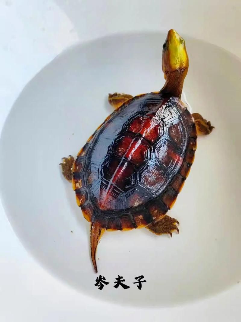 金头闭壳龟是否
黄缘闭壳龟,有什么区别