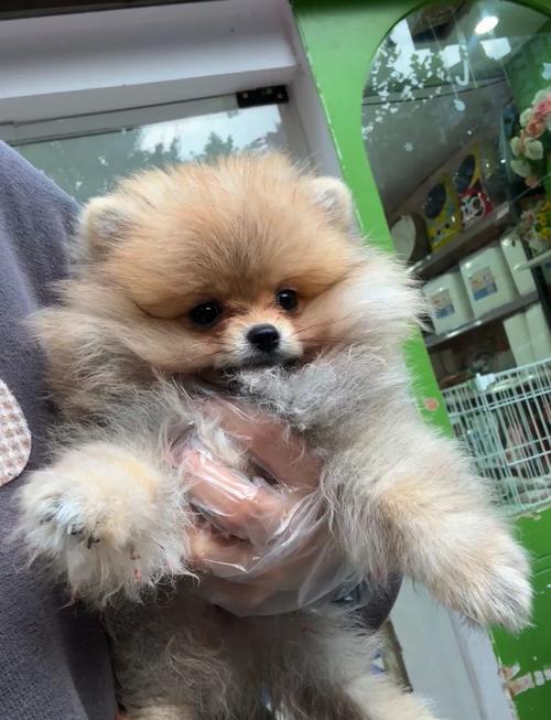 俊介犬和博美的区别