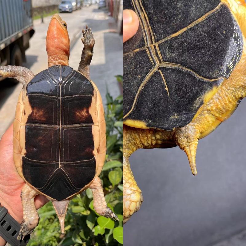 黄缘闭壳龟怎样分公母?