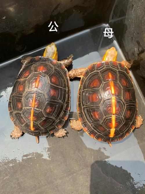 黄缘闭壳龟怎样分公母