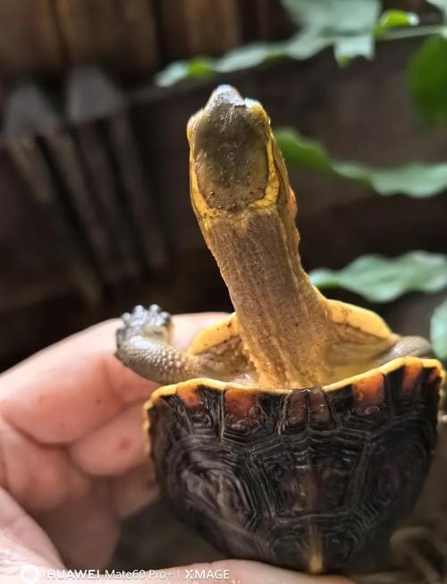 黄缘龟的公母怎么分别